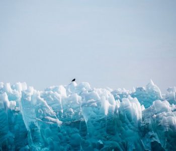 A raven on top of a bluish glacier, South Greenland