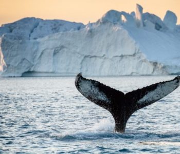 Foto 7. Tail fin of humpback next to iceberg. Photo - Julie Skotte, Visit Greenland (1)