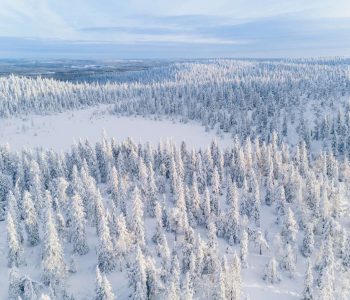 Aerial view of winter forest covered in snow in Finland, Lapland. drone photography