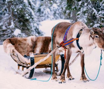 Reindeer in a snow winter forest in Lapland. Finland