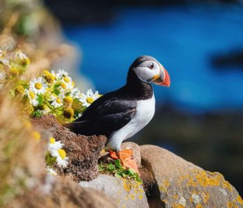 Puffin in the Iceland. Seabirds on sheer cliffs. Birds on the Westfjord in the Iceland. Composition with wild animals. Bird - image