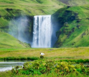 Skogafoss waterfall and bird. Natural icelandic background. Travelling on Iceland. Famouns place in Iceland. Travel - image