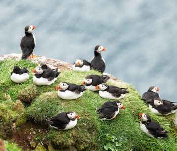 Couple of famous faroese birds - puffins